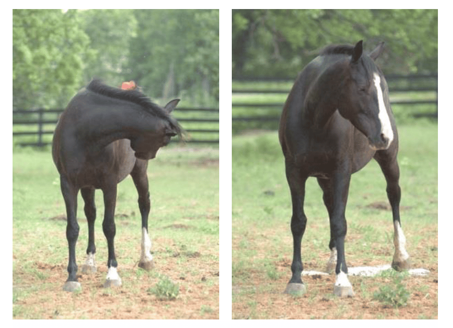 Biting at the flanks or looking at her abdomen can appear to be similar to the signs of colic.