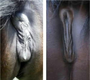 A normal vulva (left), and a relaxed, longer vulva when the mare is close to foaling.