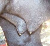 Waxing of the teats – see  the secretion at the tips of the teats.
