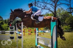 horses, equine vet, vet nurse, horse vet, show jumping